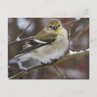 Winter American Goldfinch Vykort