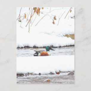 Winter Anka Vykort