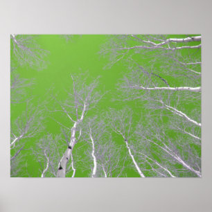 Winter Aspen Träd - Grönt Himlar Poster