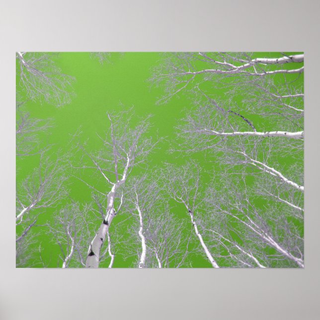 Winter Aspen Träd - Grönt Himlar Poster (Framsidan)