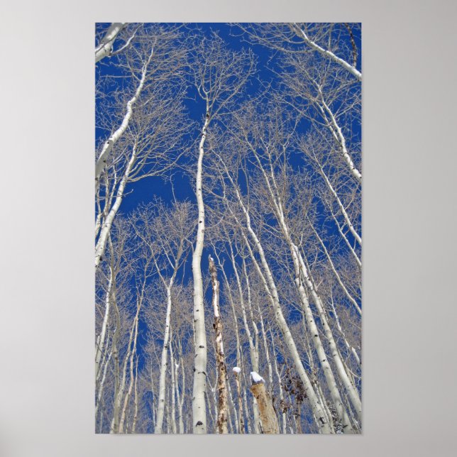 Winter Aspen Träd Poster (Framsidan)