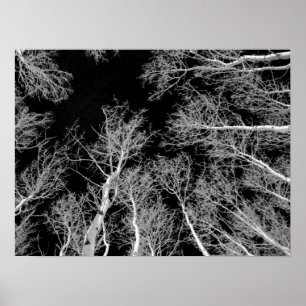 Winter Aspen Träd - Svarta Himlar Poster