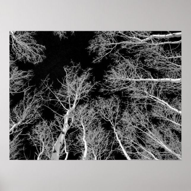 Winter Aspen Träd - Svarta Himlar Poster (Framsidan)