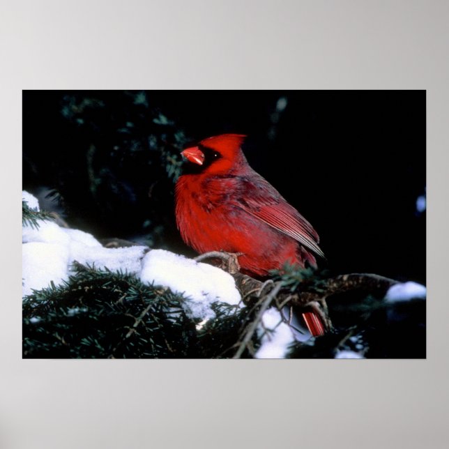 Winter Beauty Poster (Framsidan)