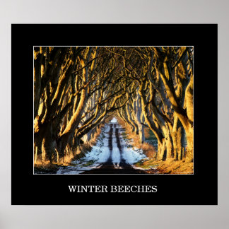 Winter Beears Poster