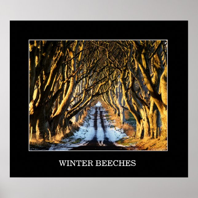 Winter Beears Poster (Framsidan)