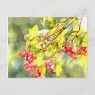 Winter Berries Watercolor Vykort
