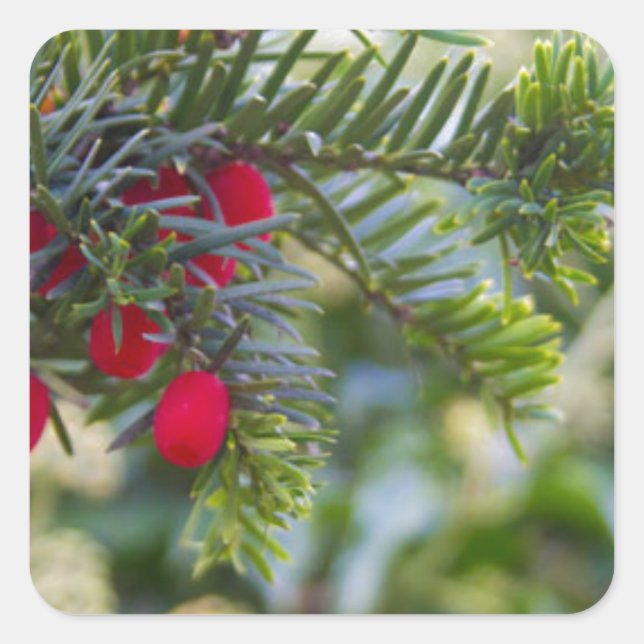 Winter Berry Fyrkantigt Klistermärke (Framsida)