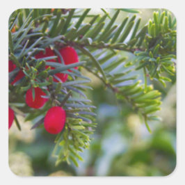 Winter Berry Fyrkantigt Klistermärke