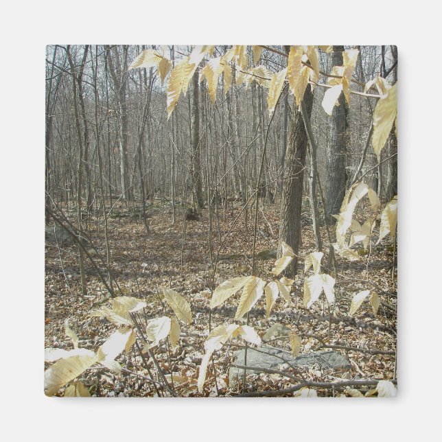 Winter Birch Magnet (Framsidan)