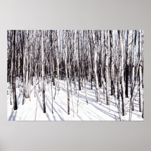Winter Birch, Träd Snö Forest Grenar Nature Poster
