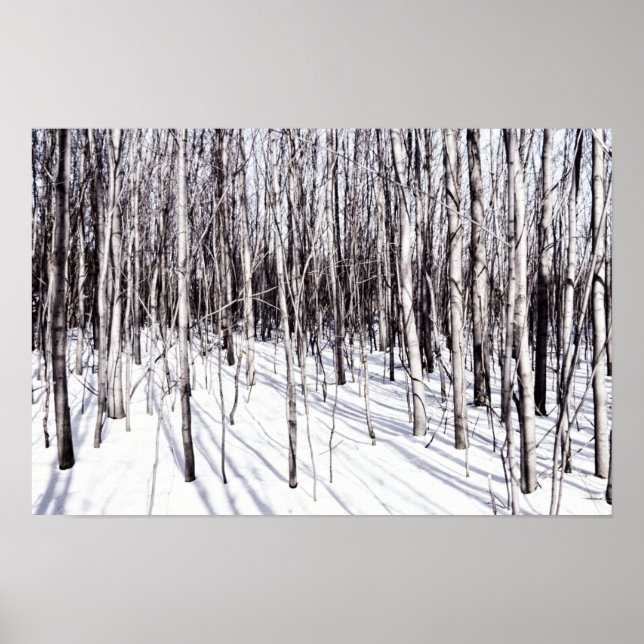 Winter Birch, Träd Snö Forest Grenar Nature Poster (Framsidan)