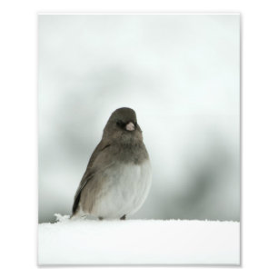Winter Bird Fototryck