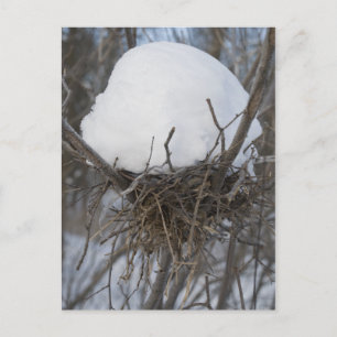 Winter Bird Nest Vykort