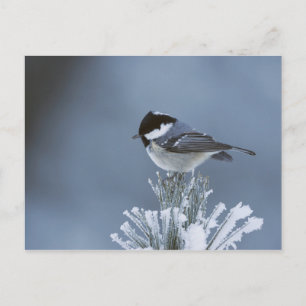 Winter Bird Perched on Frosted Gräs Gren Helg Vykort