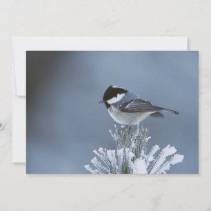 Winter Bird Perched on Frosted Gräs Gren Julkort