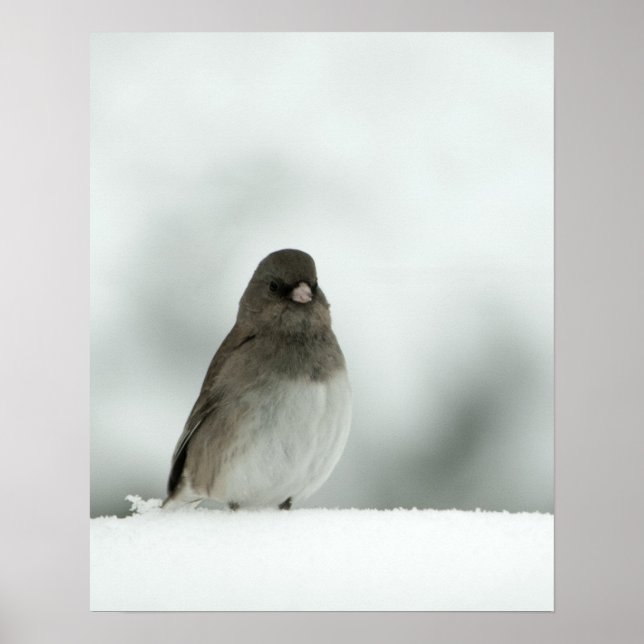 Winter Bird Poster (Framsidan)