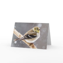 Winter Bird Snö Scene - American Goldfinch