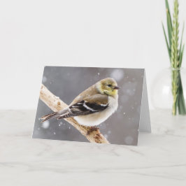 Winter Bird Snö Scene - American Goldfinch Kort