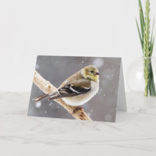 Winter Bird Snö Scene - American Goldfinch Kort