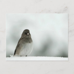 Winter Bird Vykort