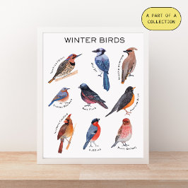 Winter Birds Educational Poster Perfect Poster