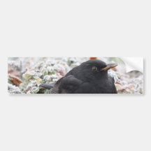 Winter Blackbird Bumper Sticker