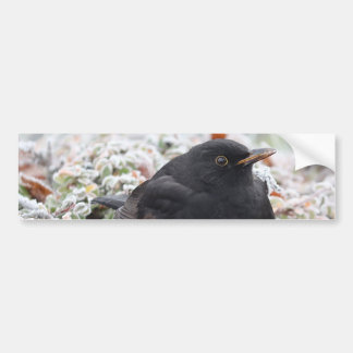 Winter Blackbird Bumper Sticker Bildekal