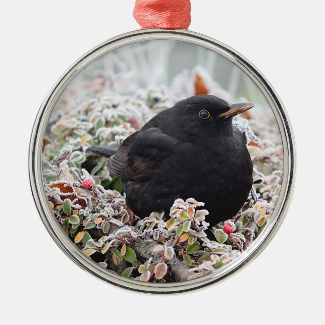Winter Blackbird Ceramic Ornament (Framsidan)