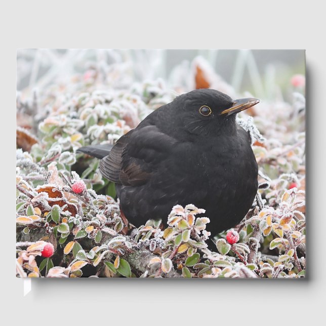 Winter Blackbird Gästböcker (Framsida)