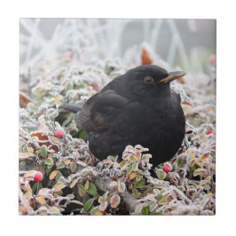 Winter Blackbird Kakelplatta