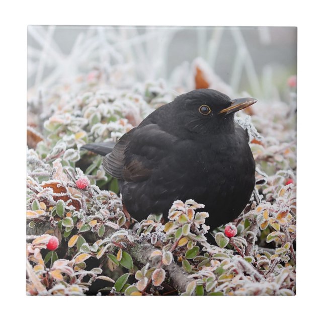 Winter Blackbird Kakelplatta (Framsidan)