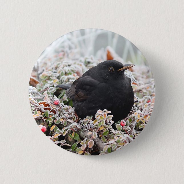 Winter Blackbird Knapp (Framsida)
