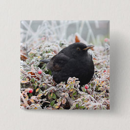 Winter Blackbird Knapp