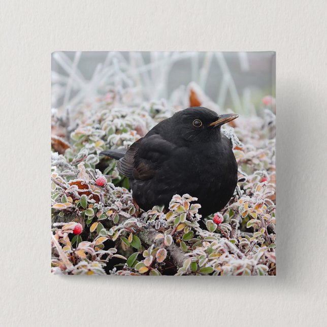 Winter Blackbird Knapp (Framsida)