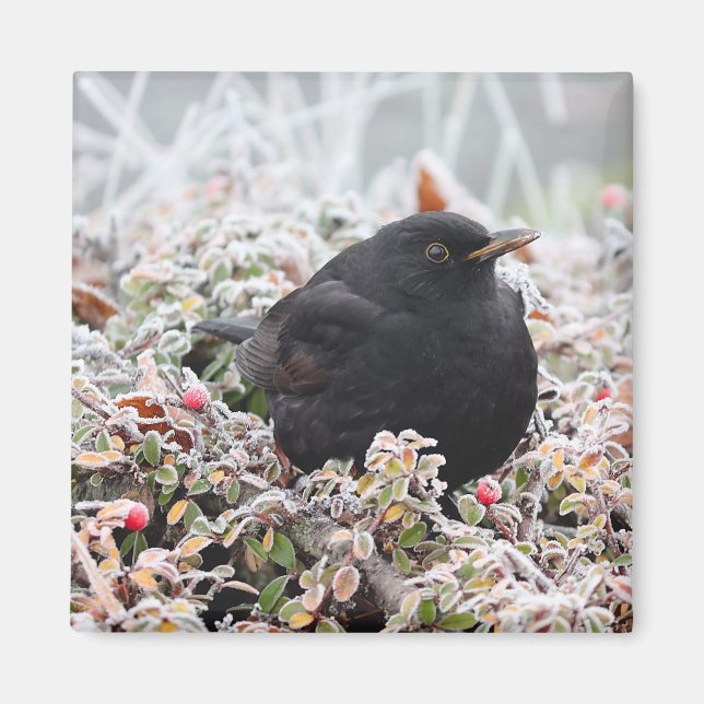 Winter Blackbird Magnet (Framsidan)