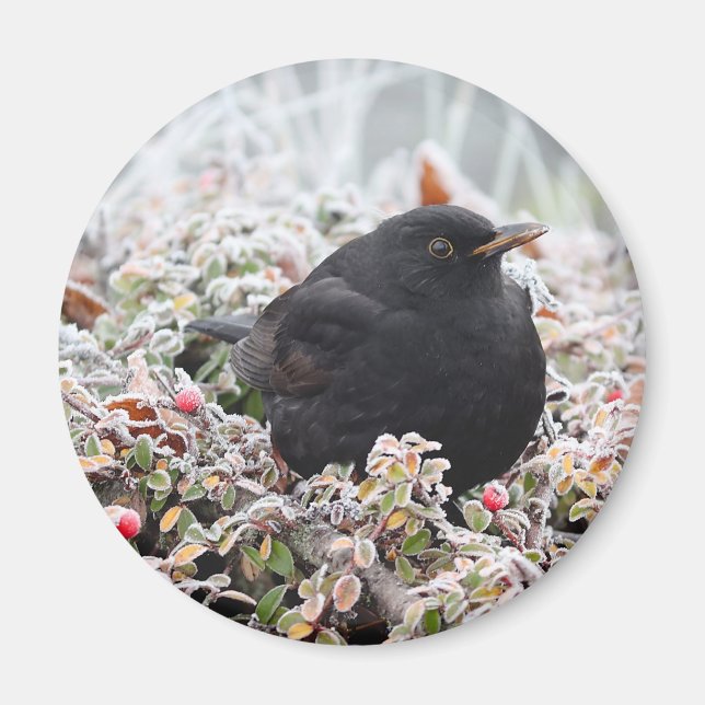 Winter Blackbird Magnet (Framsidan)