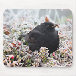 Winter Blackbird Musmatta