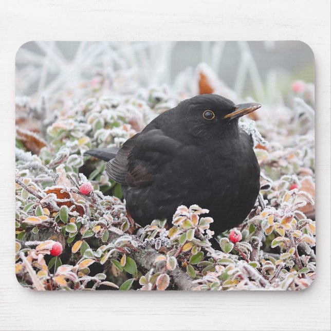 Winter Blackbird Musmatta (Framsidan)