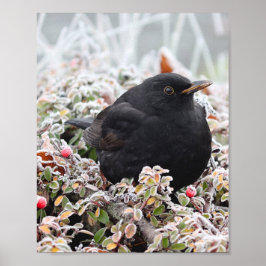 Winter Blackbird Poster