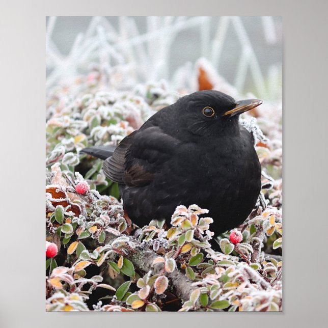 Winter Blackbird Poster (Framsidan)
