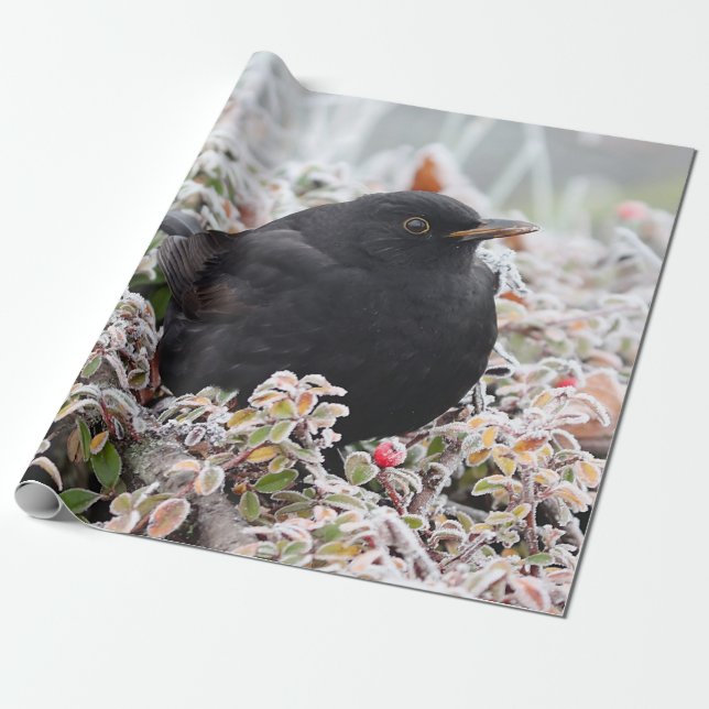 Winter Blackbird Presentpapper (Utrullad)
