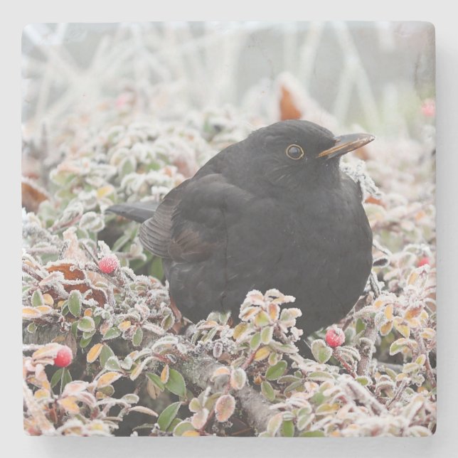 Winter Blackbird Stenunderlägg (Framsidan)