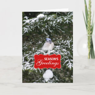 Winter Blue Jay Julhälsningar kort