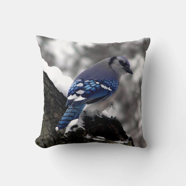 Winter Blue Jay Kudde (Framsida)