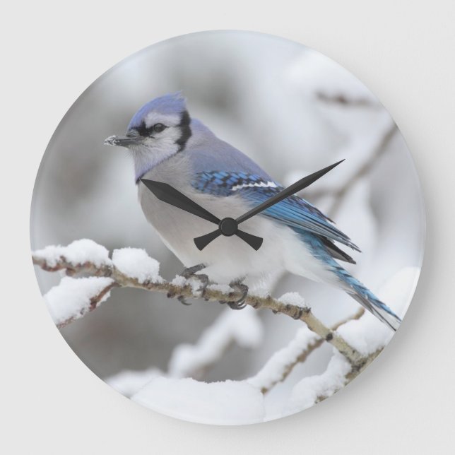 Winter Blue Jay Stor Klocka (Framsida)