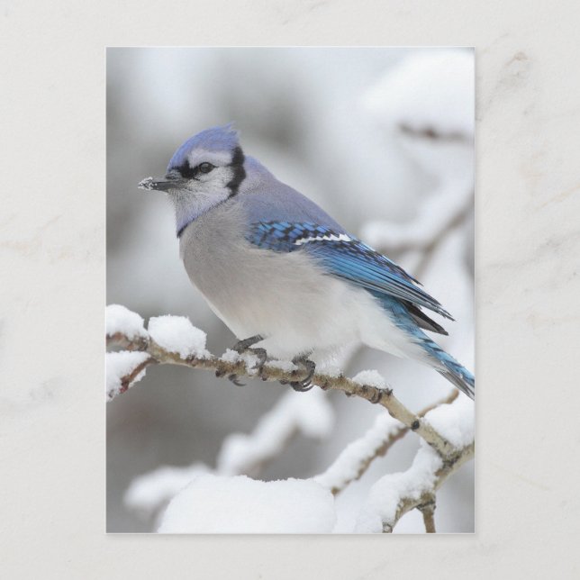 Winter Blue Jay Vykort (Framsida)