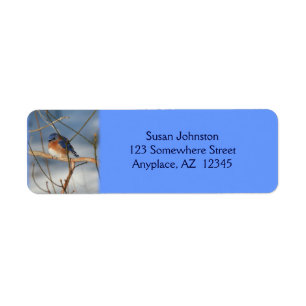 Winter Bluebird Animal Adress Returadress Etikett