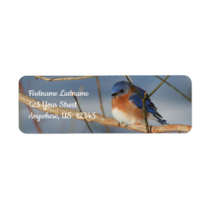 Winter Bluebird Animal Adress Returadress Etikett