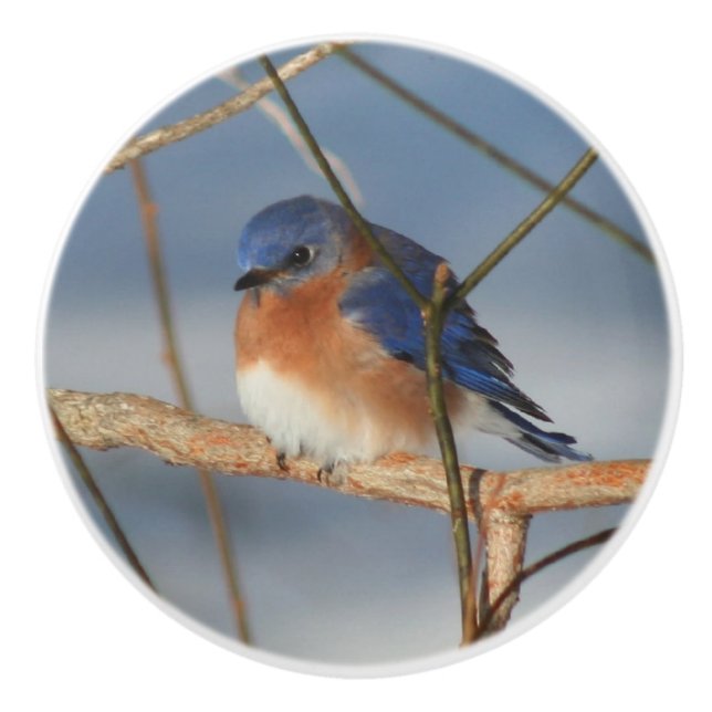 Winter Bluebird  Knopp (Framsidan)